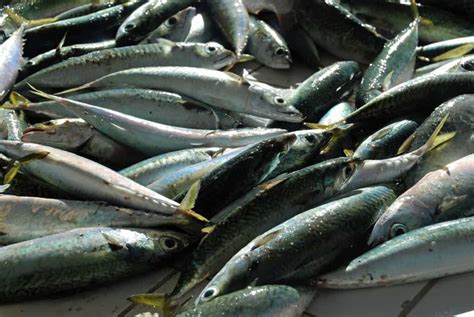 fishing license in quebec|Guide to fishing regulations in Quebec (.